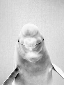 Photo art of a beluga whale in black and white, swimming peacefully in water.
