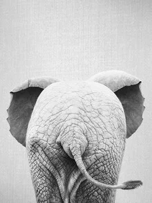 Photo art by Gal Pittel: close-up of a baby elephant in black and white