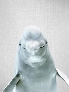 Photo art by Gal Pittel: beluga whale swimming in clear water