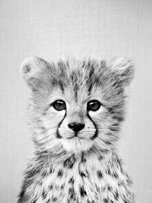 Black and white photo art by Gal Pittel: cute baby cheetah with a curious gaze