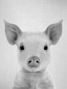 Black and white photo art of a cute piglet playfully looking at the camera.