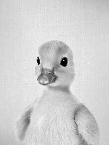 Black and white photo of a cute duckling floating on water