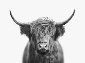 Black and white photo art by Gal Pittel: Highland cow in the woods