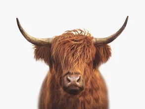 Funny Highland Cow photo art with soft colors and a friendly expression.