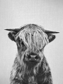 Black and white photo art by Gal Pittel: Highland calf in a gentle pose