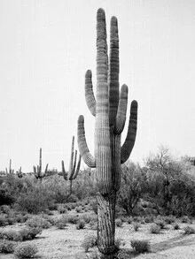 Photo art: black and white shot of a cactus in the Arizona desert