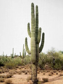 Photo art by Gal Pittel: Cactus in sunlit Arizona, warm light and relaxed atmosphere