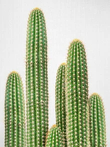 Photo of a cactus with soft green tones in a minimalist style