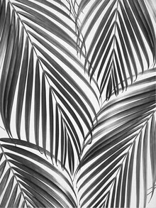 Photo art by Gal Pittel: black and white shot of palm leaves