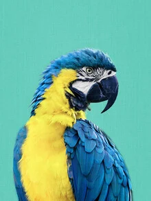 Photo art by Gal Pittel: colorful macaw parrot against a green background