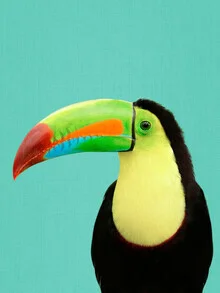 Photo art of a colorful toucan bird in a tropical setting