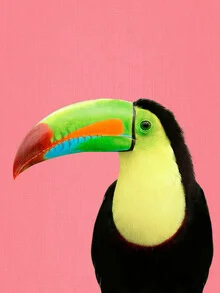 Colorful toucan on a pink background, conveying a tropical mood.