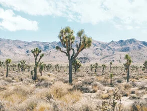 Photo art by Gal Pittel: expansive desert with Joshua trees and gentle mountains in the background