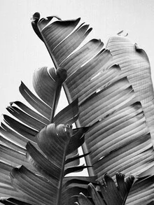 Photo art by Gal Pittel: black and white photo of banana leaves