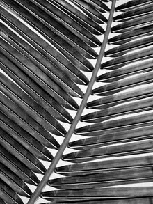 Photo art by Gal Pittel: contrasting palm leaf in black and white
