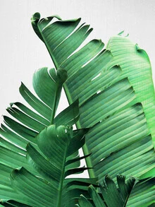 Photo art by Gal Pittel: friendly depiction of banana leaves in soft green shades