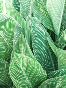 Photo art by Gal Pittel: tropical leaves in soft green tones