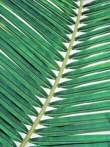 Photo art by Gal Pittel: detailed palm leaf in soft green tones