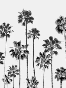 Black and white photo art: palms silhouetted against a bright sky