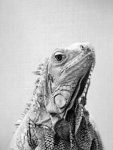 Black and white photo art: Portrait of an iguana in a calm, minimalist composition