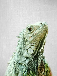 An iguana relaxes on a branch, surrounded by gentle shades of green.