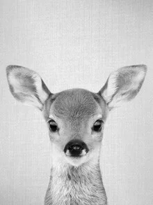 Photo art by Gal Pittel: cute fawn in black and white, gentle mood