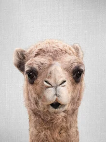 Photo art by Gal Pittel: calm camel in the desert with soft colors