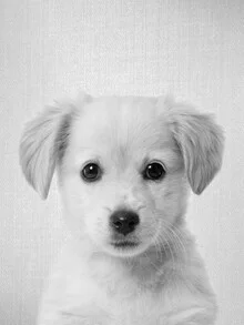 Black and white photo art by Gal Pittel: cute golden retriever puppy in focus