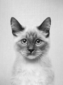 Black and white photo art by Gal Pittel: a cute cat in a calm pose.