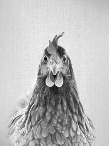 Black and white photo art featuring a chicken in a calm pose, minimal and modern.