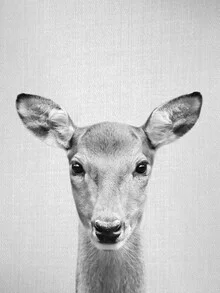 Black and white photo art by Gal Pittel: a gentle depiction of a doe in a winter forest