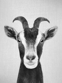 Wall art of a goat in black and white, cheerful subject with a humorous expression.