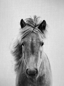 Gal Pittel, Horse - Black & White (Israel, Asien)