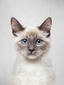Photo art by Gal Pittel: calm portrait of a cat with a gentle gaze