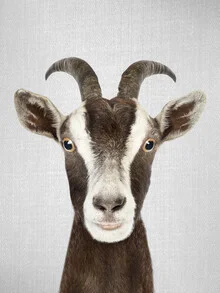 Photo art by Gal Pittel: portrait of a funny goat on a farm