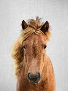 Photo art of a horse in nature, soft colors and a calm mood