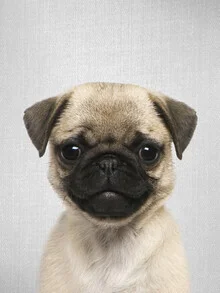 Photo art by Gal Pittel: playful pug puppy with a gentle expression