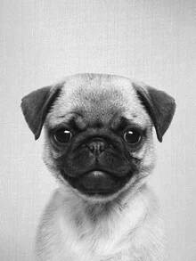Black and white photo art: adorable pug puppy with a friendly expression