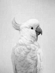 Black and white photo art: cute cockatoo against a light background