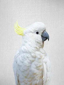 Photo art depicts a white cockatoo with soft feathers perched on a branch.