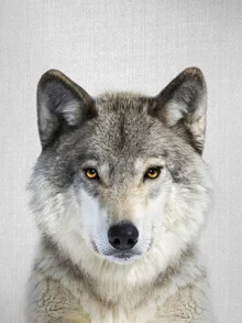 Photo art by Gal Pittel: wolf in the snow under moonlight, calm and majestic.