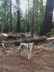 Kevin Russ, Injured Coyote - Vereinigte Staaten, Nordamerika)
