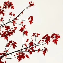 Photo art by Manuela Deigert: Red dress in a colorful maple forest