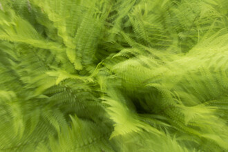 Nadja Jacke, fern blurs (Germany, Europe)