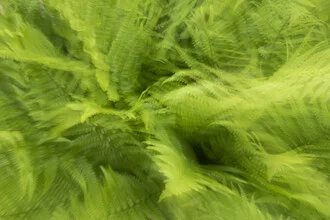 Photo art by Nadja Jacke: blurred fern in gentle shades of green