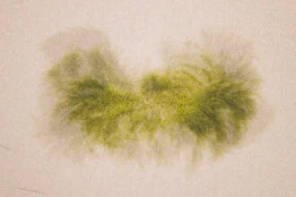 Photo art by Nadja Jacke: seaweed on the beach, soft blurred colors and gentle shapes.