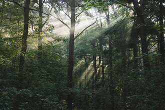Morning forest on Amrum with sunlight filtering through the trees