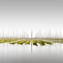 Photo art by Ronny Behnert: calm water surface with mist and green landscape