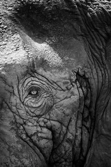 Close-up of an elephant with gentle eyes and dry skin texture