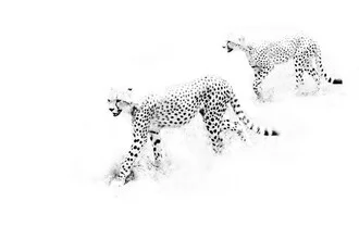 Photo art by Yannick Hain: minimalist pattern of a cheetah in black and white